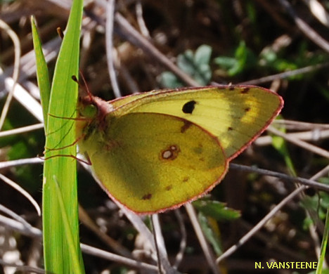 Colias alfacariensis_hyale