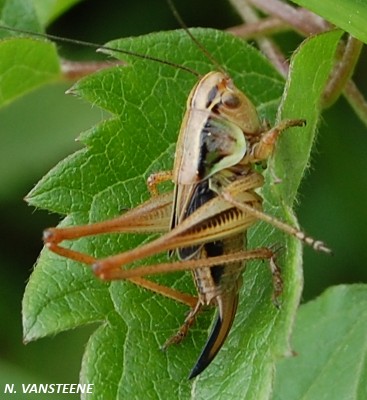 Metrioptera roeselii